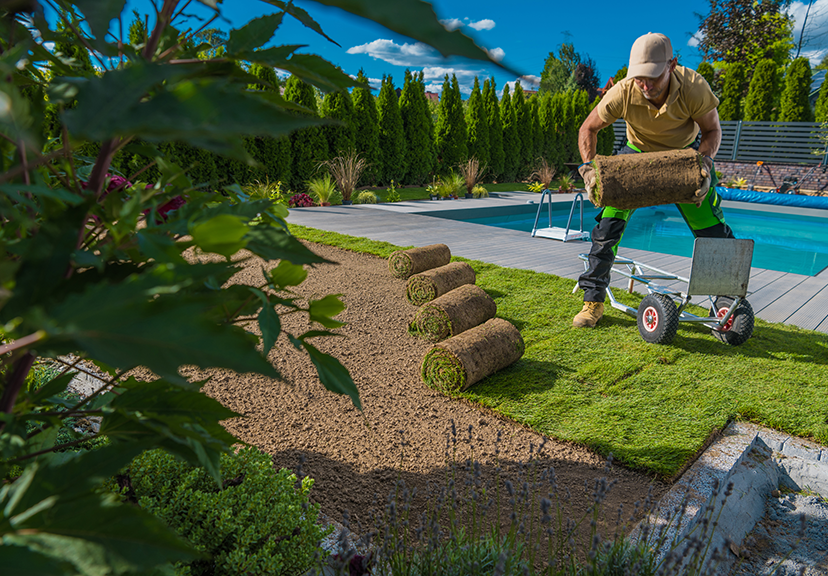drought-tolerant planting Los Angeles